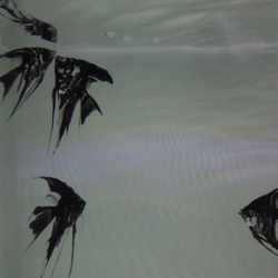 36 Nooshin Shafiee - Pulse, VI