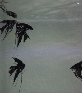 Nooshin Shafiee - Pulse, VI