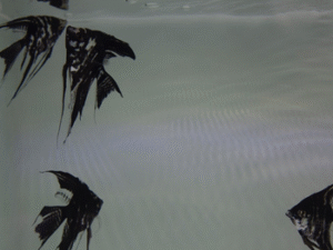 36 Nooshin Shafiee - Pulse, VI