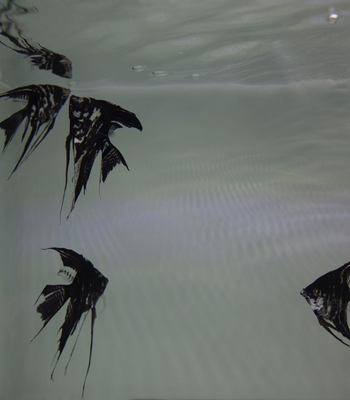 36 Nooshin Shafiee - Pulse, VI