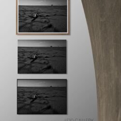 The tragedy of Urmia lake, V