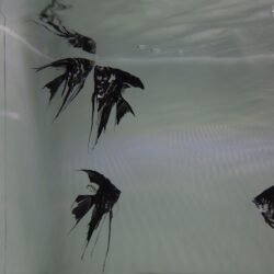 Screenshot Nooshin Shafiee - Pulse, VI