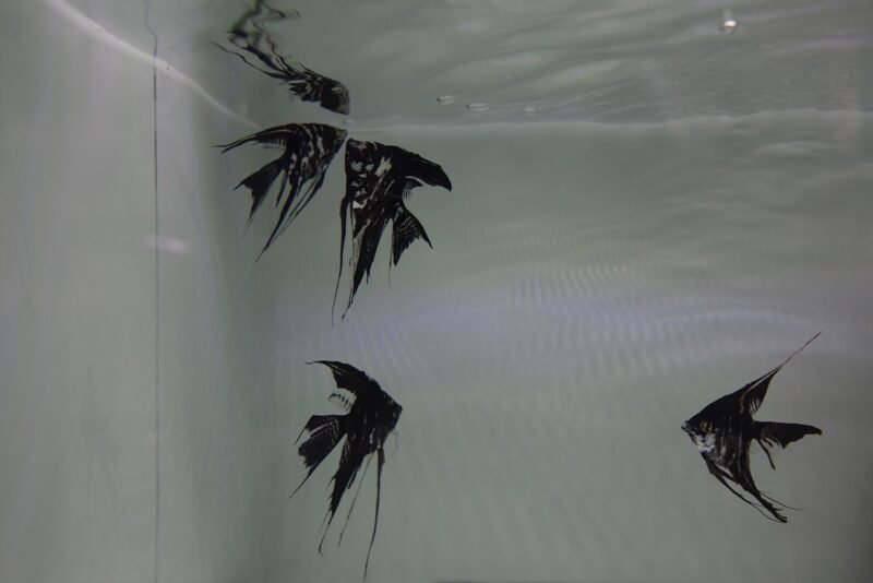 Screenshot Nooshin Shafiee - Pulse, VI